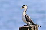 Little Pied Cormorantborder=